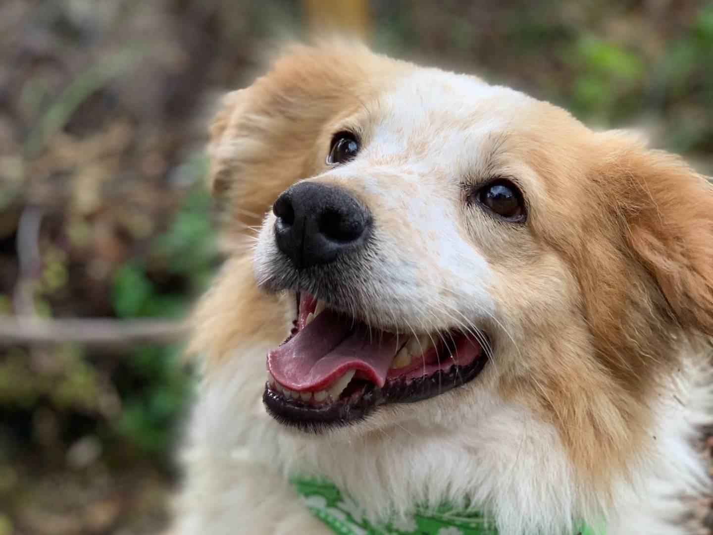 Vuoi adottare un cane a Latina?