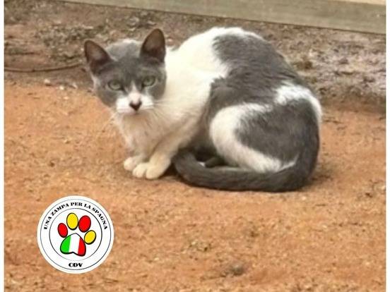 Adozione gatto, femmina, Razza sconosciuta Razza sconosciuta, 1 anno, taglia non valida, Milano