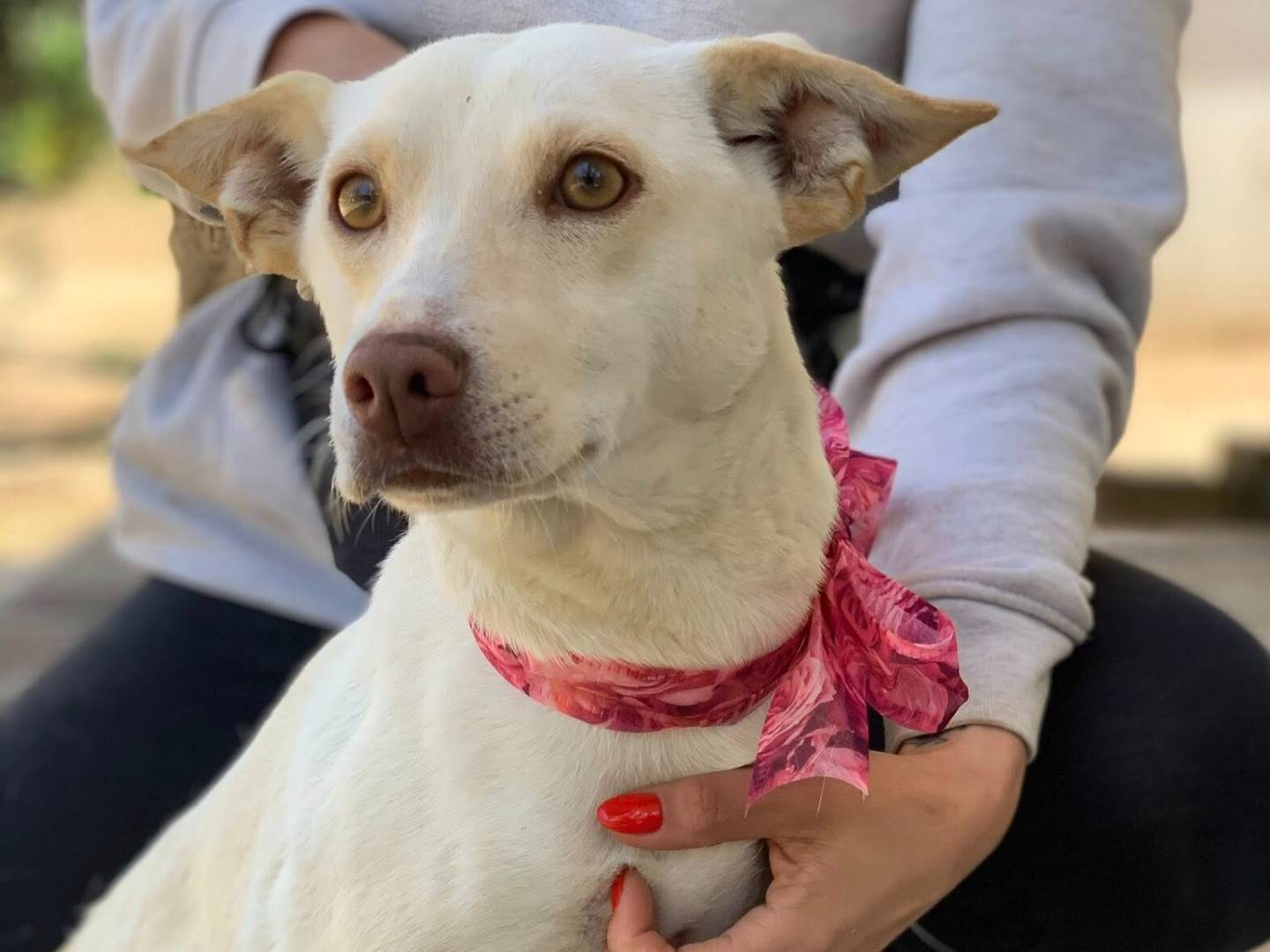 Adotta un cane, femmina, 2 anni e 1 mese, Latina