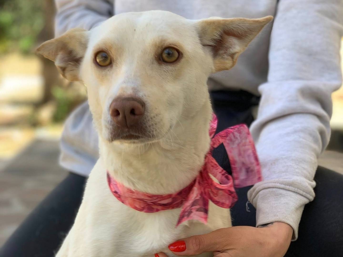 Adotta un cane, taglia piccola, femmina, Latina