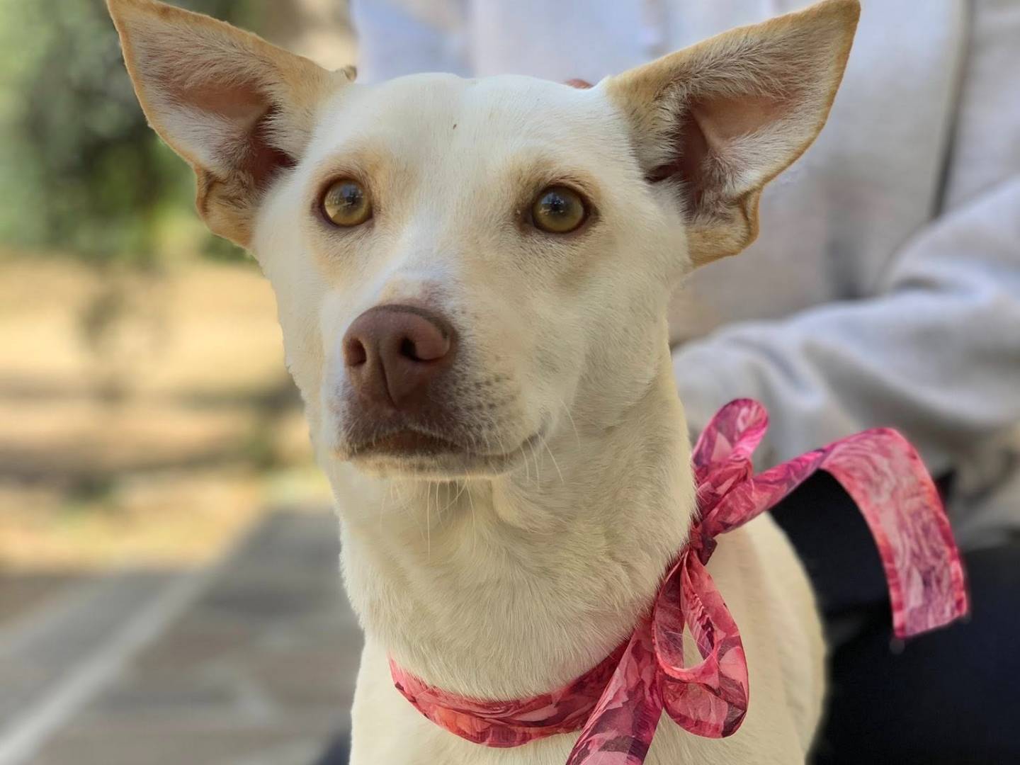 Adozione cane, femmina, Razza sconosciuta Razza sconosciuta, 2 anni e 1 mese, taglia piccola, Latina