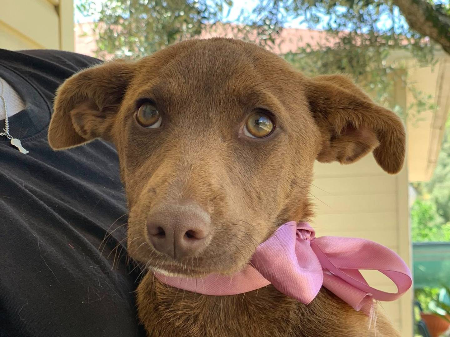 Adozione cane, femmina, Razza sconosciuta Razza sconosciuta, 7 mesi, taglia piccola, Latina