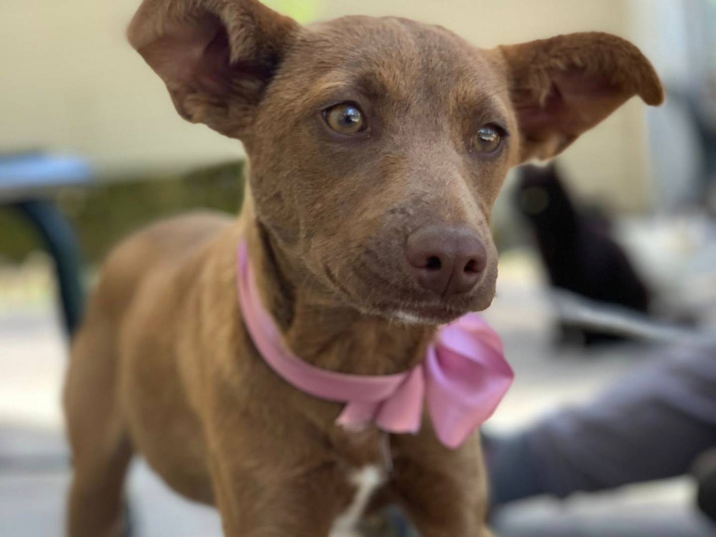 Adotta un cane, femmina, 7 mesi, Latina
