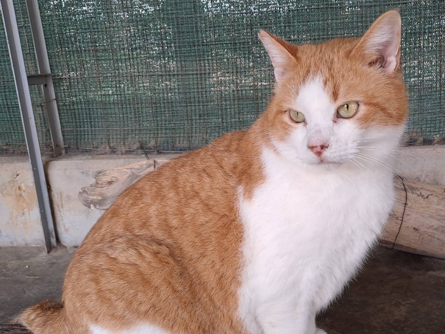 Vuoi adottare un gatto a La?