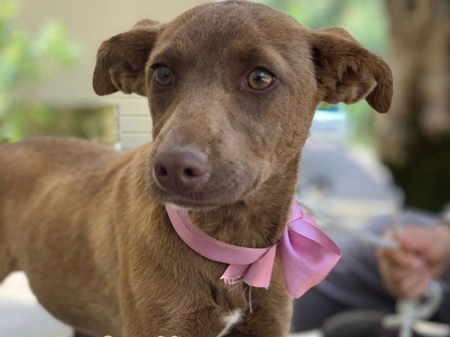 Adotta un cane, taglia piccola, femmina, Latina