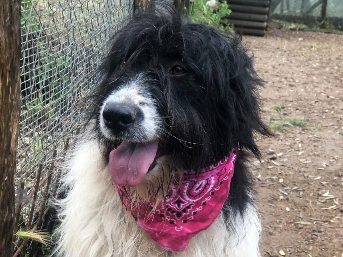 Vuoi adottare un cane a Latina?