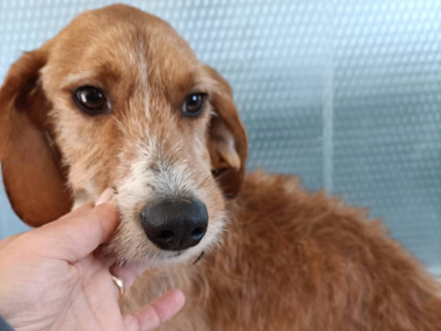 Adozione cane, maschio, Razza sconosciuta Razza sconosciuta, 3 anni e 6 mesi, taglia media contenuta, Alessandria