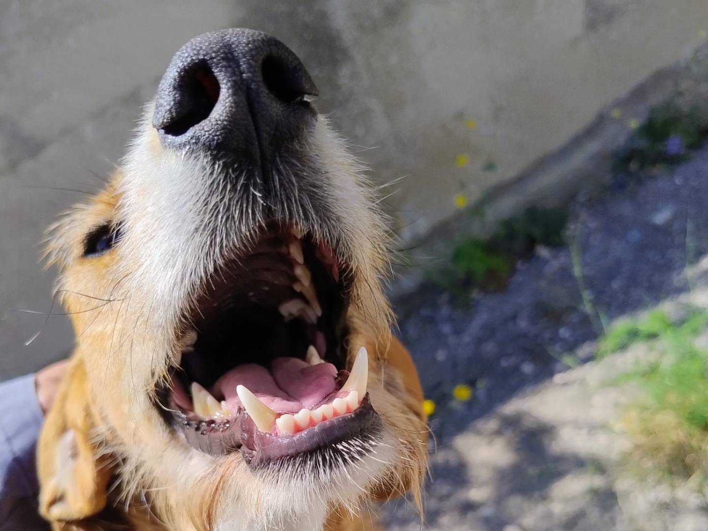 Adotta un cane, maschio, 3 anni e 6 mesi, Alessandria
