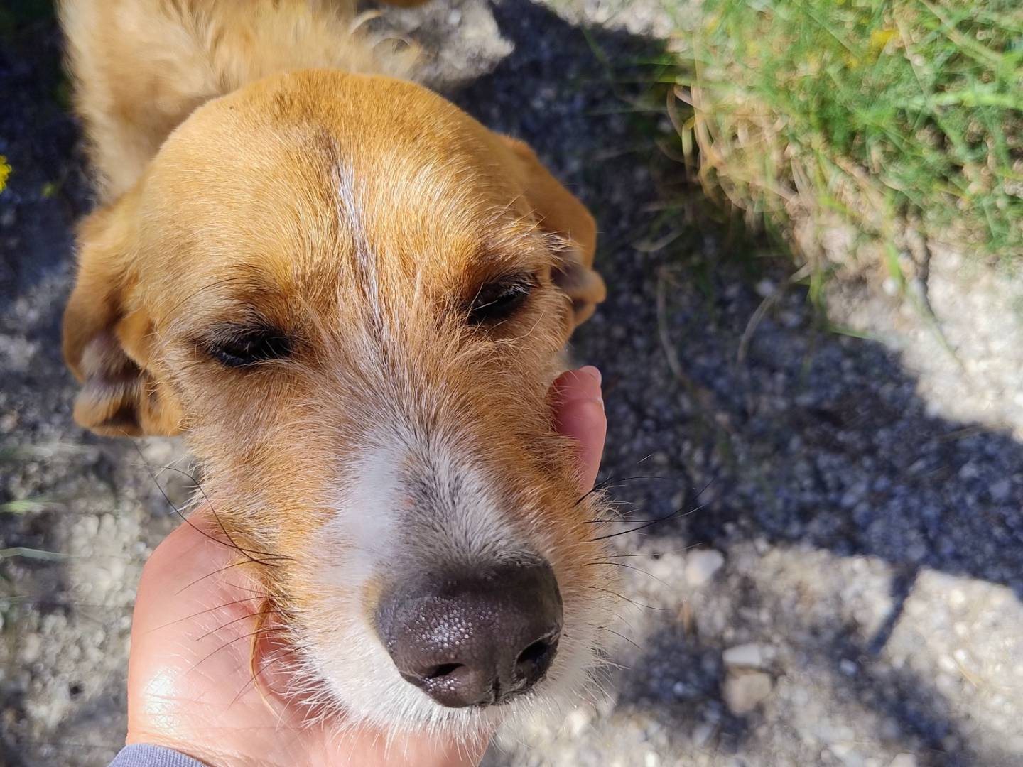 Adotta un cane, taglia media contenuta, maschio, Alessandria