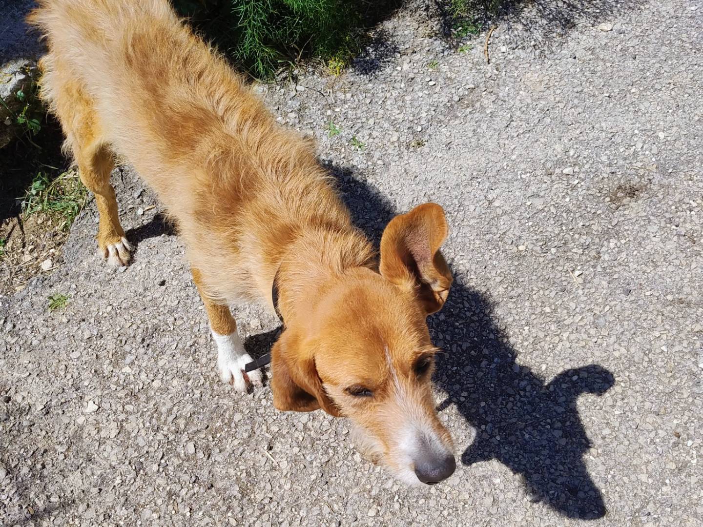 Vuoi adottare un cane a Alessandria?