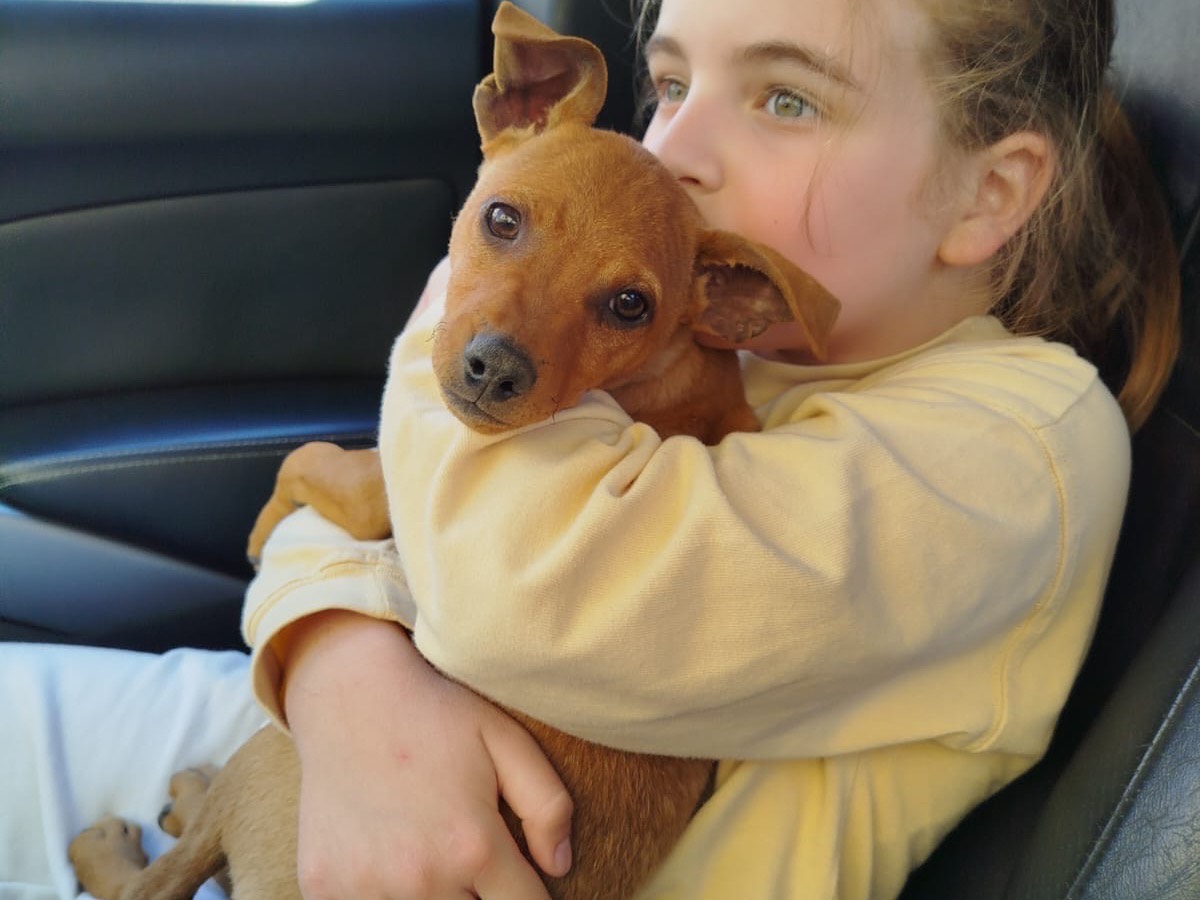 Adozione cane, maschio, Pinscher Razza sconosciuta, 3 mesi, taglia piccola, Matera