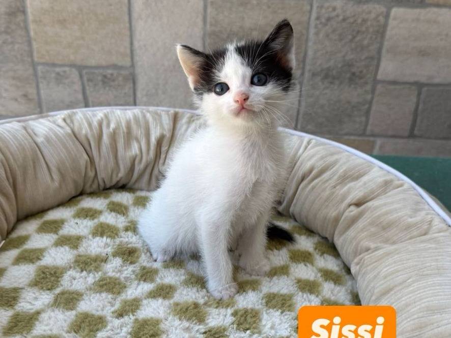 Adozione gatto, femmina, Razza sconosciuta Razza sconosciuta, 2 mesi, taglia non valida, Udine