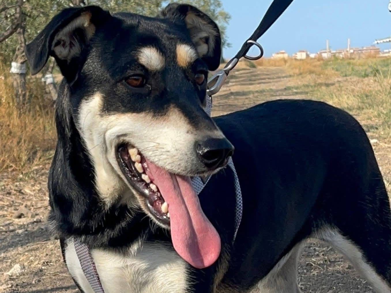 Vuoi adottare un cane a Barletta?