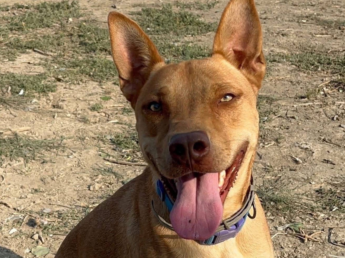Adozione cane, maschio, Razza sconosciuta Pitbull, 2 anni e 6 mesi, taglia media, Barletta