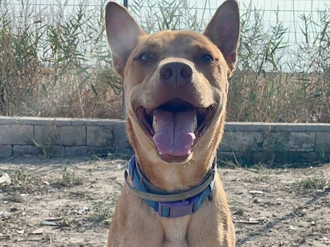 Adotta un cane, maschio, 2 anni e 6 mesi, Barletta
