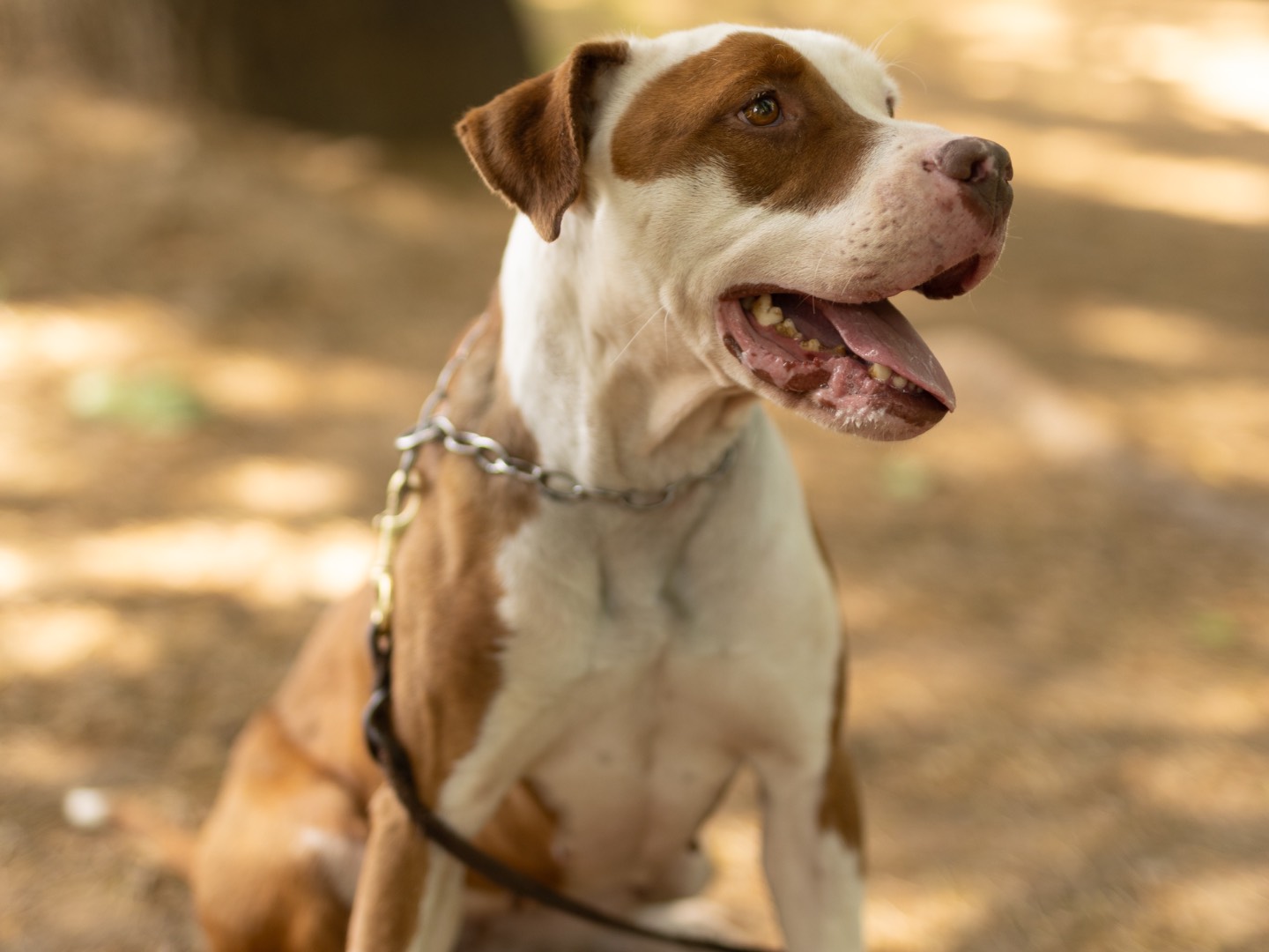 Vuoi adottare un cane a Milano?