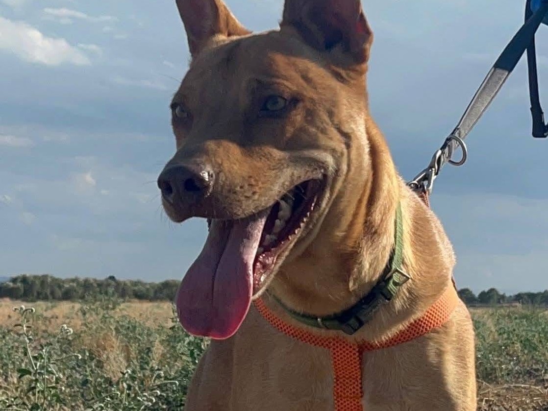 Adotta un cane, taglia media, maschio, Barletta