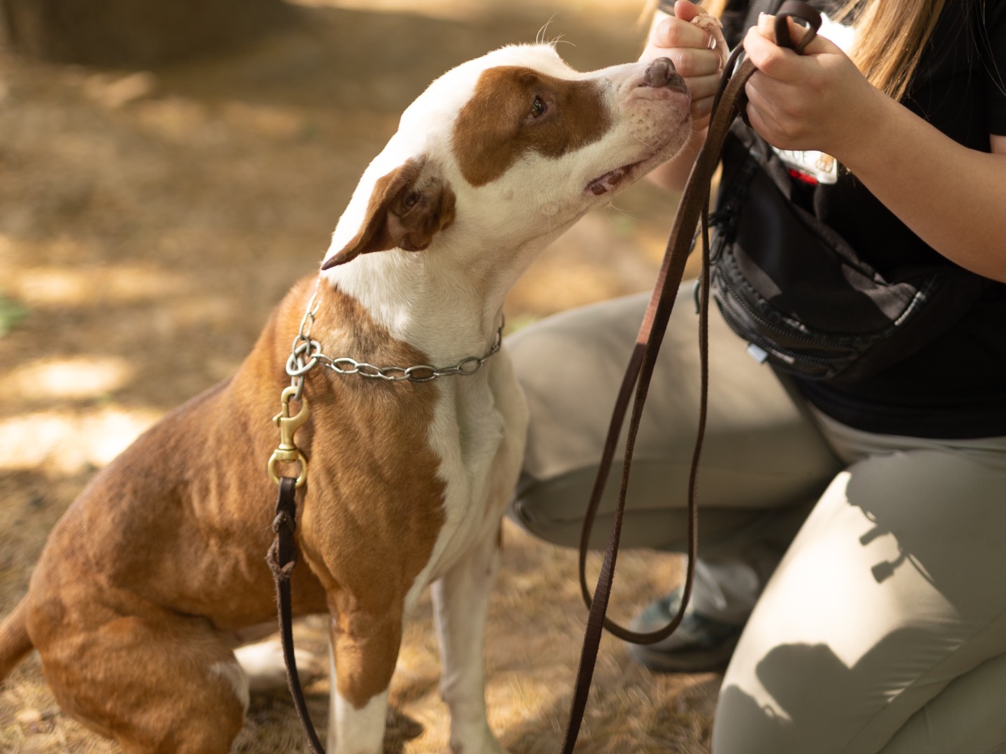 Adotta il cane Atena  a Milano