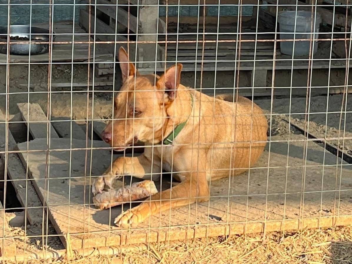 Vuoi adottare un cane a Barletta?