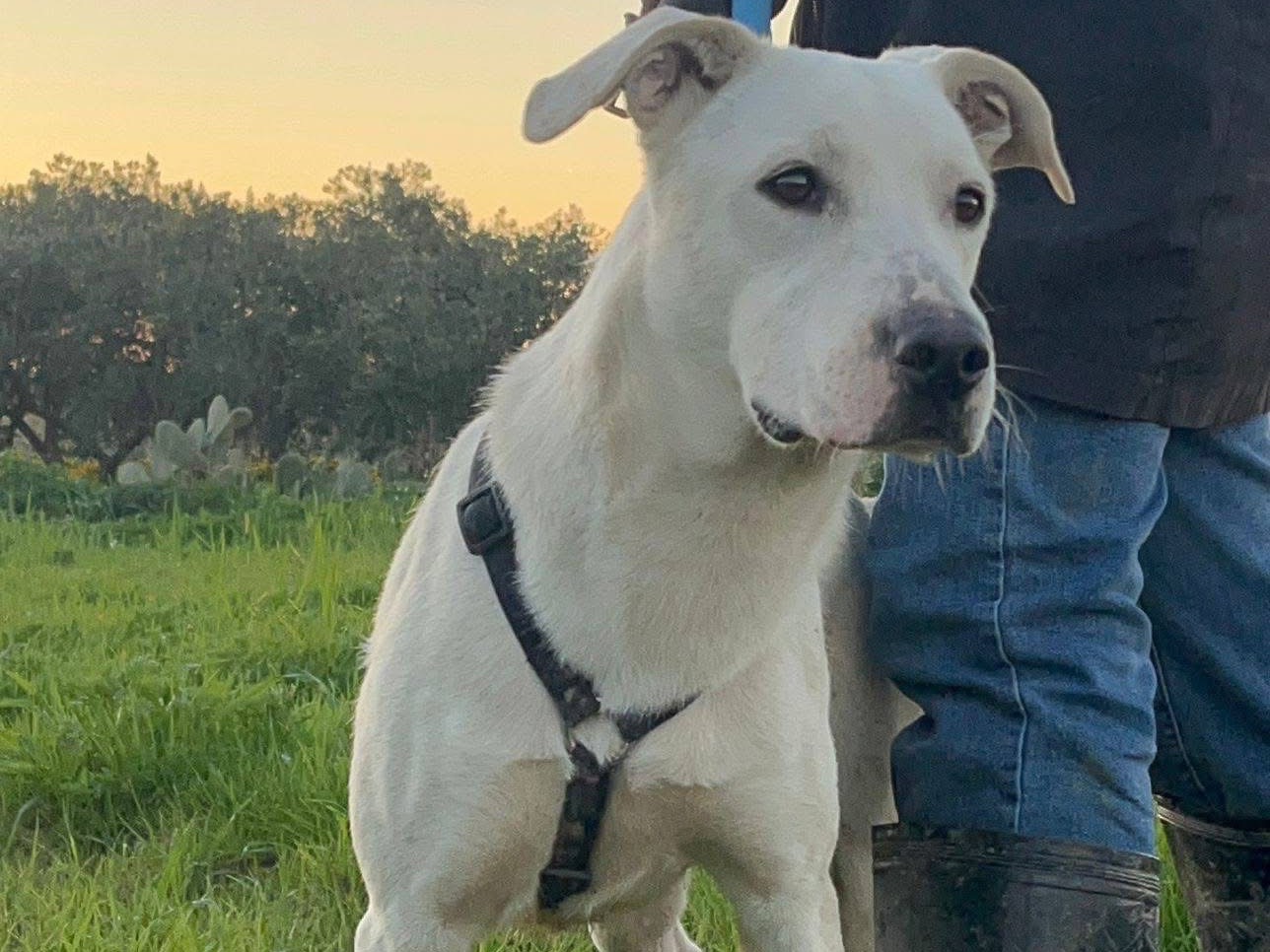 Vuoi adottare un cane a Barletta?