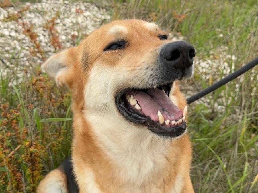Adozione cane, femmina, Shiba Razza sconosciuta, 1 anno e 3 mesi, taglia piccola, Barletta