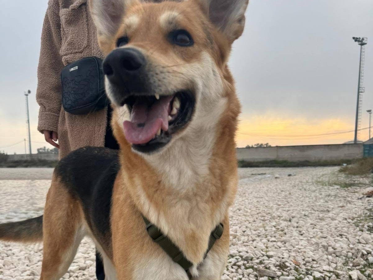 Adotta un cane, femmina, 1 anno e 3 mesi, Barletta
