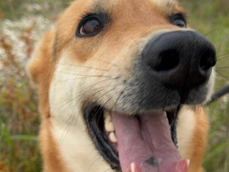 Adotta un cane, taglia piccola, femmina, Barletta
