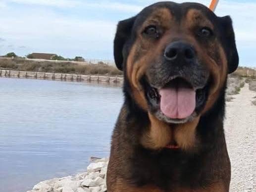 Adotta un cane, femmina, 7 anni e 1 mese, Barletta