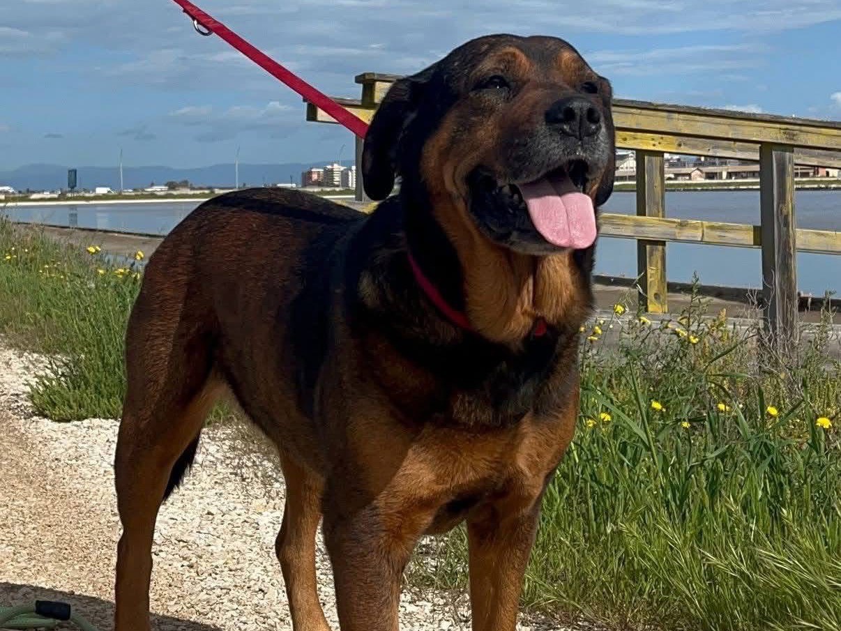 Adotta un cane, taglia media, femmina, Barletta