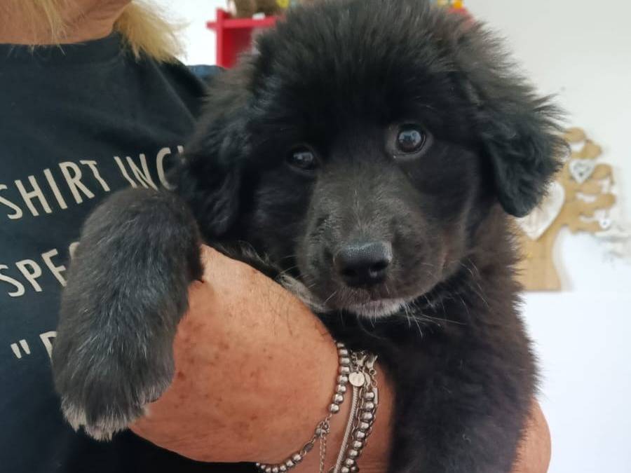 Adozione cane, femmina, Razza sconosciuta Razza sconosciuta, 2 mesi, taglia grande, Taranto