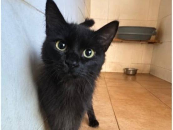 Adozione gatto, maschio, Razza sconosciuta Razza sconosciuta, 8 mesi, taglia non valida, Milano