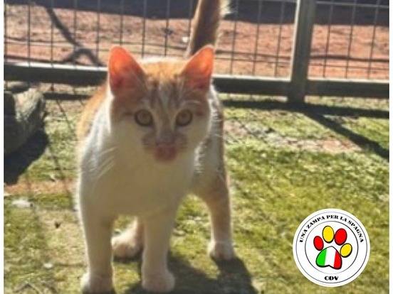 Adozione gatto, maschio, Razza sconosciuta Razza sconosciuta, 5 mesi, taglia non valida, Milano