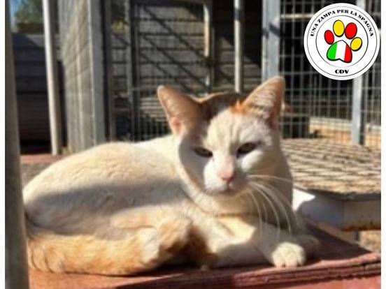 Adozione gatto, maschio, Razza sconosciuta Razza sconosciuta, 2 anni, taglia non valida, Milano