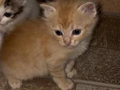 Adozione gatto, maschio, Razza sconosciuta Razza sconosciuta, 1 mesi, taglia non valida, Palermo