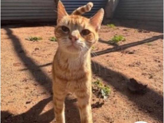 Adozione gatto, maschio, Razza sconosciuta Razza sconosciuta, 3 anni, taglia non valida, Milano
