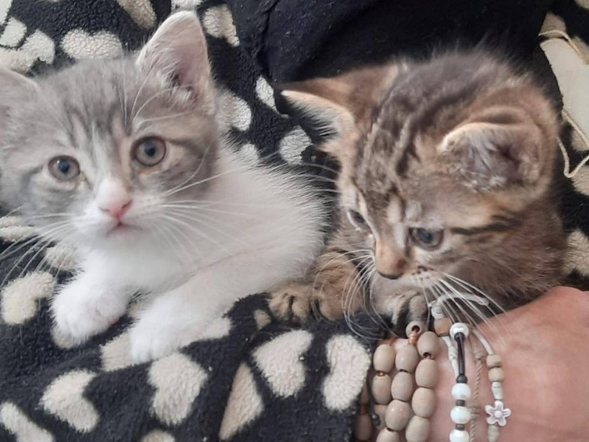 Adozione gatto, femmina, Razza sconosciuta Razza sconosciuta, 1 mesi, taglia non valida, Palermo