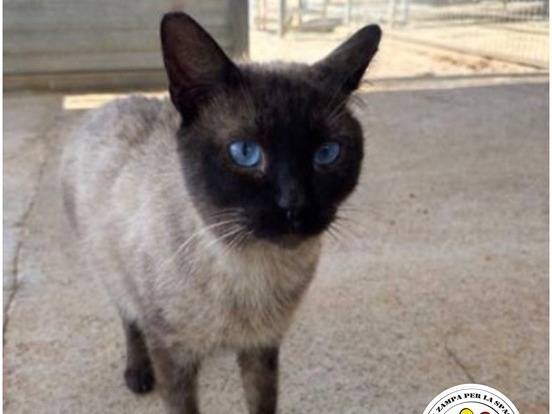 Adozione gatto, maschio, Siamese Razza sconosciuta, 2 anni, taglia non valida, Milano