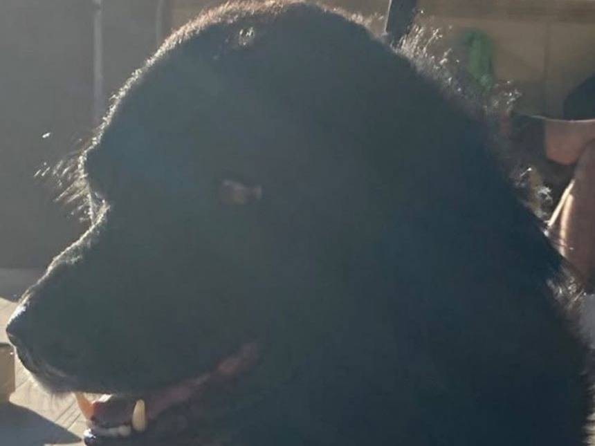 Adotta un cane, femmina, 3 anni e 3 mesi, Palermo