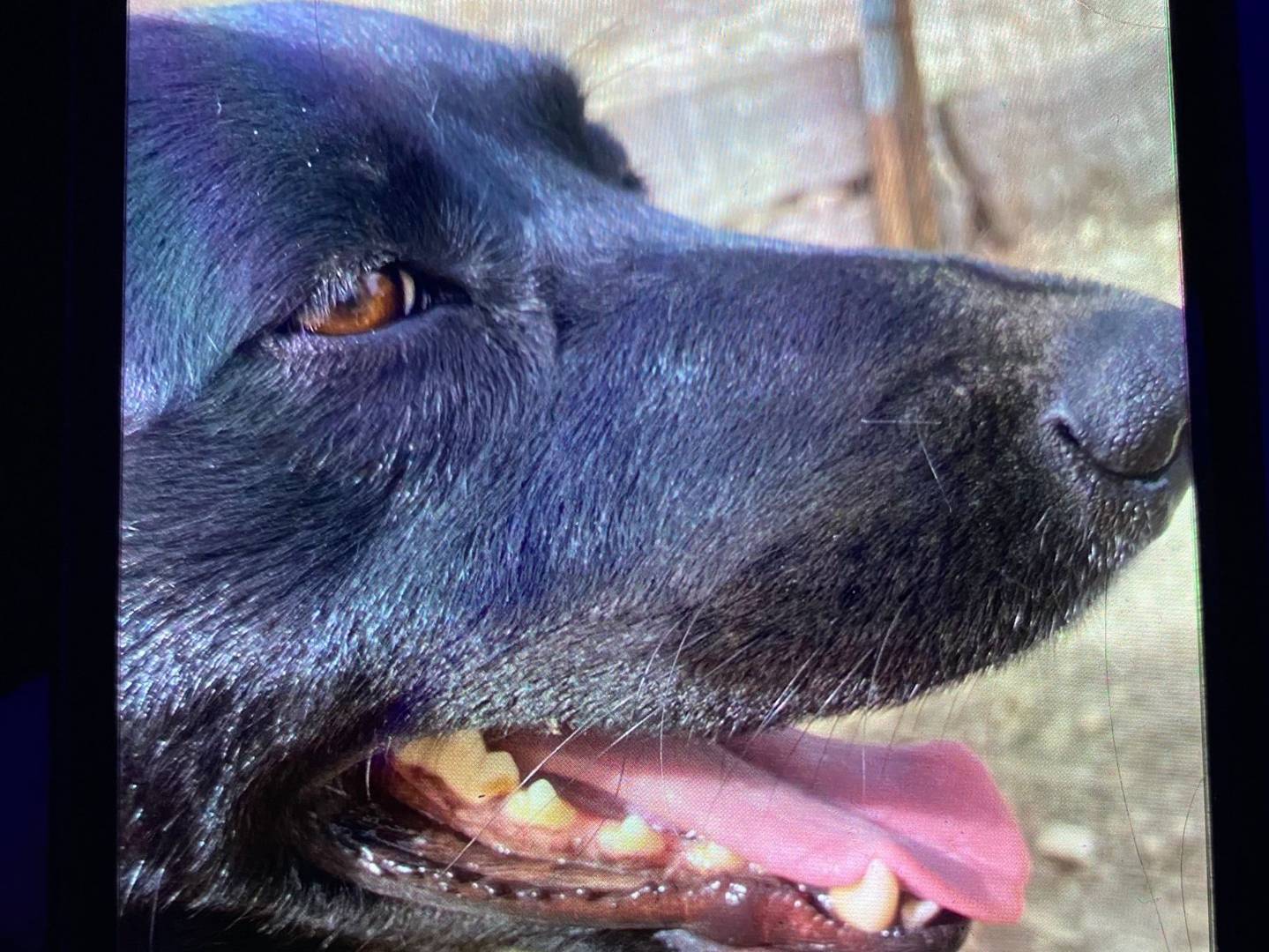 Adotta un cane, taglia media, femmina, Palermo
