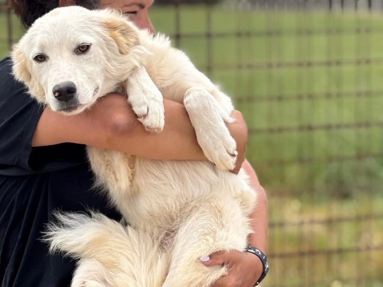 Adozione cane, femmina, Razza sconosciuta Razza sconosciuta, 10 mesi, taglia media contenuta, Latina