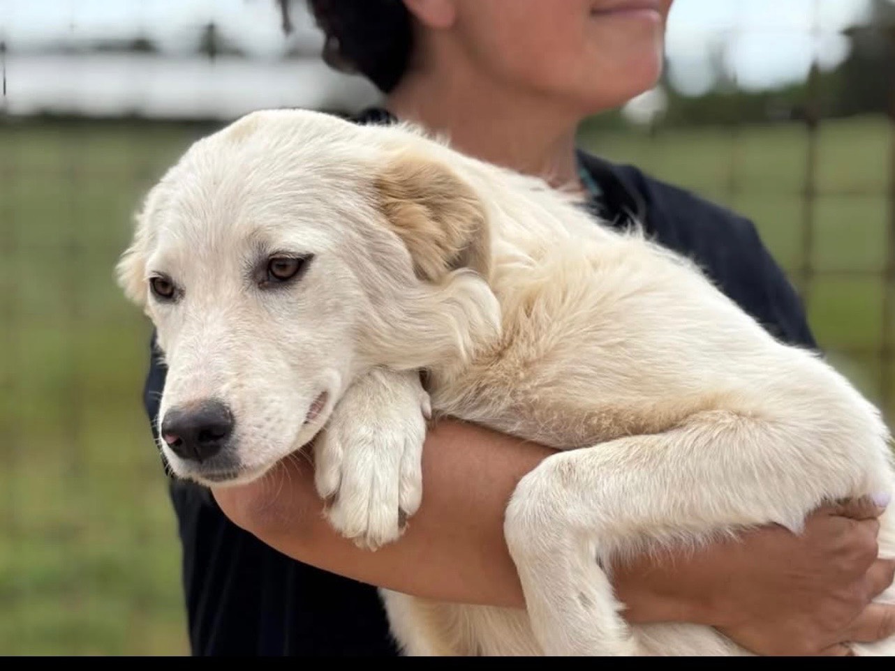 Adotta un cane, femmina, 10 mesi, Latina
