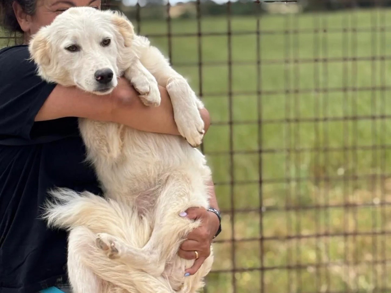 Adotta un cane, taglia media contenuta, femmina, Latina