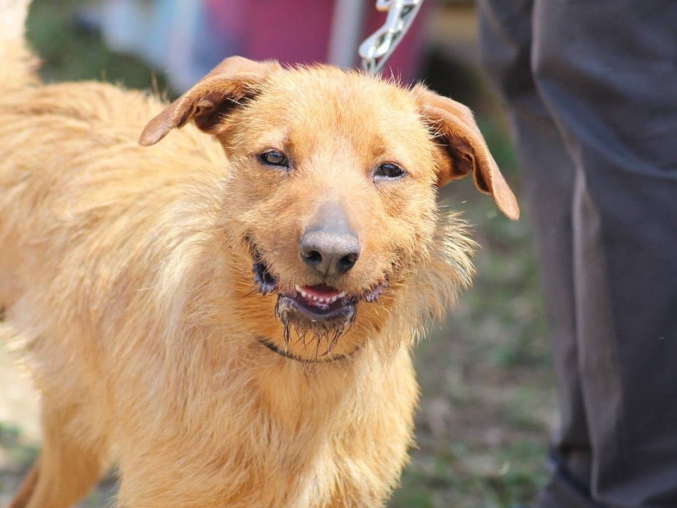 Adozione cane, maschio, Razza sconosciuta Razza sconosciuta, 1 anno e 3 mesi, taglia media contenuta, Roma