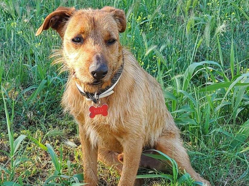 Adotta un cane, maschio, 1 anno e 3 mesi, Roma