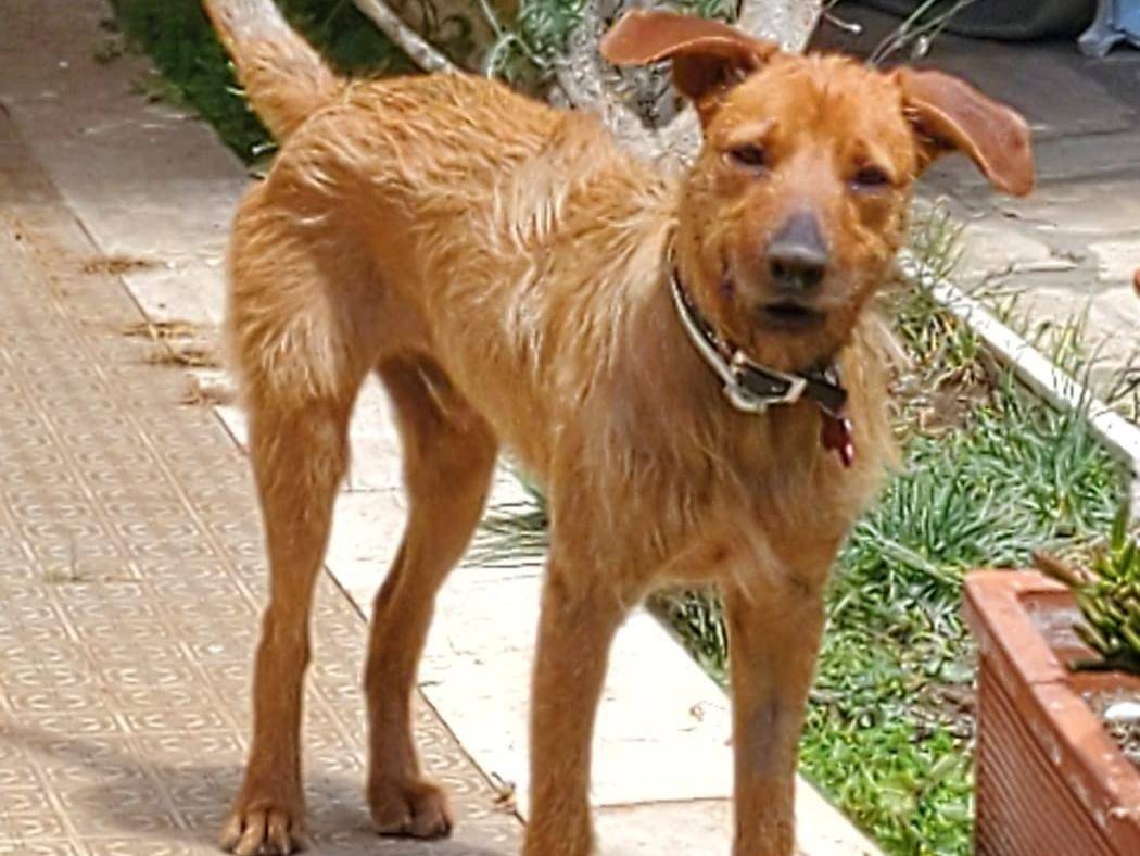 Adotta un cane, taglia media contenuta, maschio, Roma