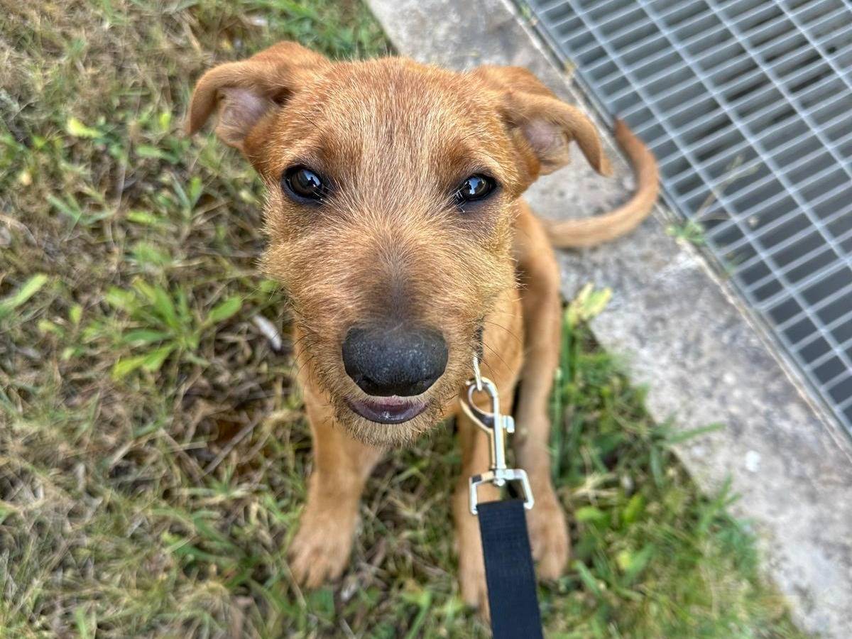 Vuoi adottare un cane a Roma?