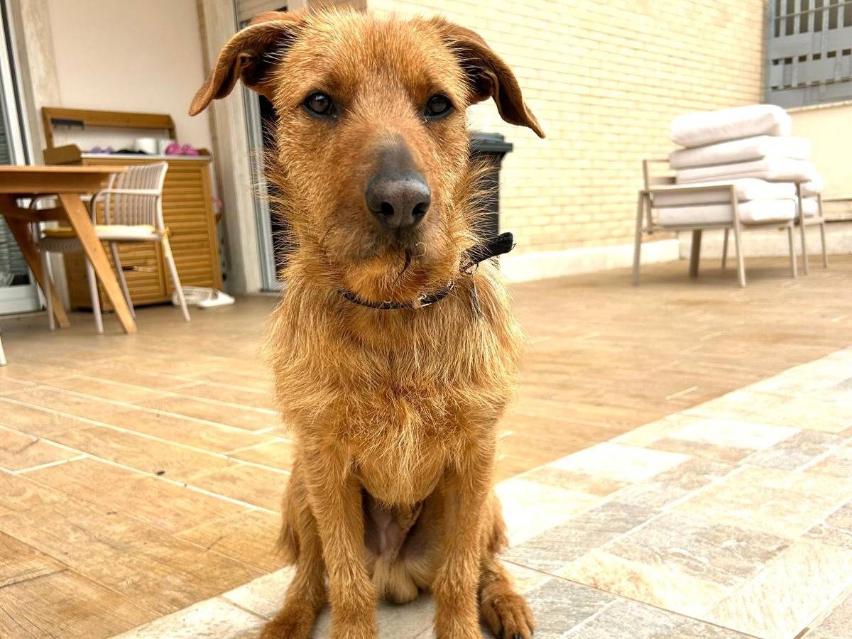 Adotta il cane MANGO a Roma