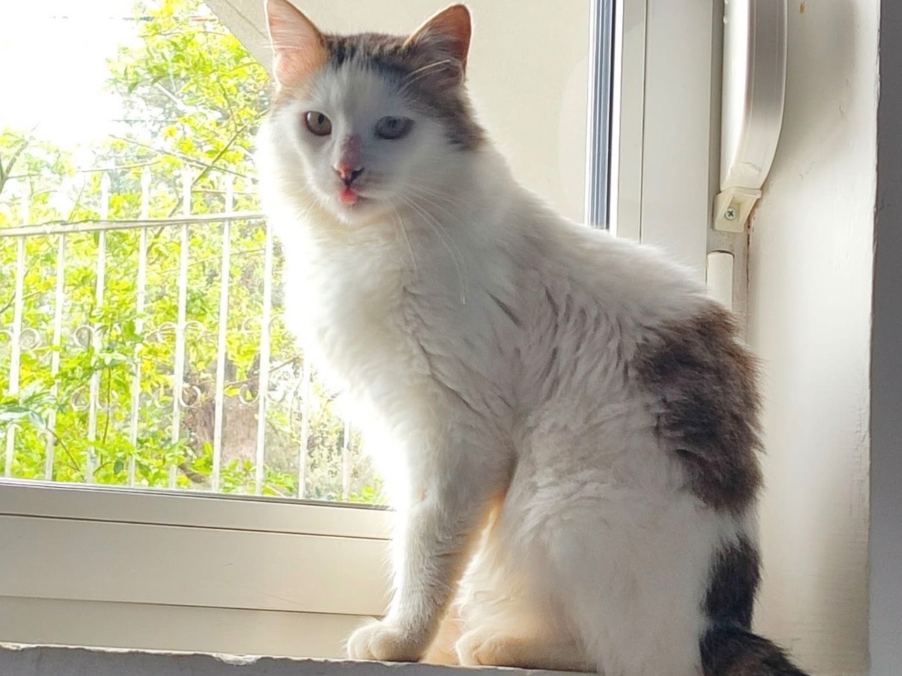 Adozione gatto, maschio, Razza sconosciuta Razza sconosciuta, 1 anno e 4 mesi, taglia non valida, Milano