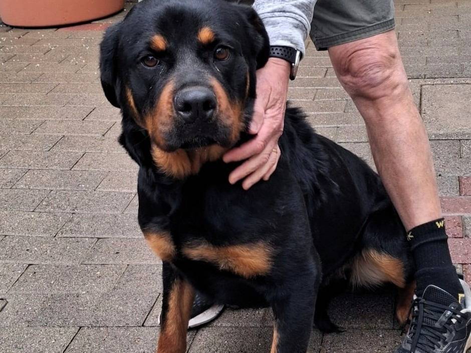 Adozione cane, femmina, Razza sconosciuta Razza sconosciuta, 1 anno e 4 mesi, taglia media, Milano