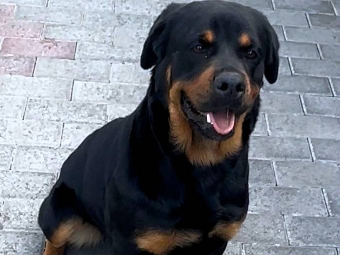 Adotta un cane, femmina, 1 anno e 4 mesi, Milano